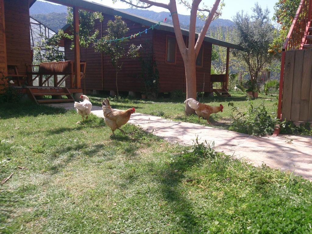 Sera Pansiyon Çıralı Exteriör bild